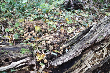 Pluteus podospileus mushroom in a botanic garden