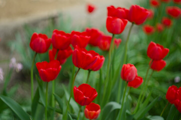 Red tulip flower bloom on background of blurry red tulips flowers