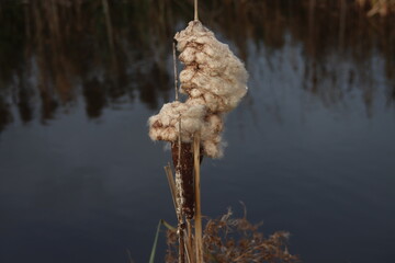 cattail fruit over flowered in autumn