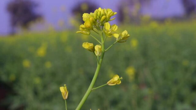 Black mustard field, indian Hills Gujarat agriculture,Natural footages clips for Mustard flower,cultivation of the mustard plant in winter season produce yellow horizon