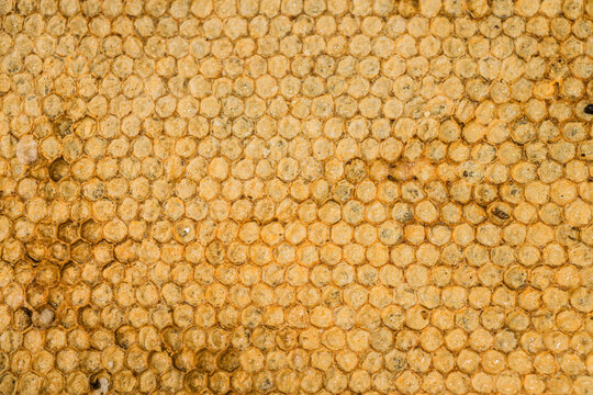 Honey Bee Comb or Honeycomb texture pattern for nature background.