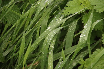 Rain drops on the long leaves of grass during sunrise
