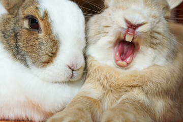 Close-Up Yawning Tired Rabbit Bunny Showing Teeth and Tongue While Stretching Paws and Cuddling...
