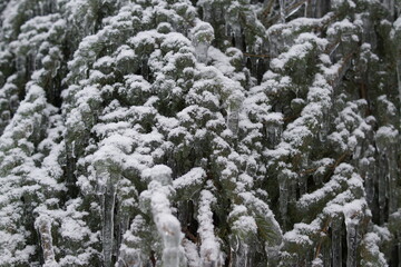 Trees snow ice