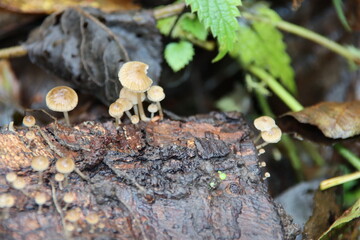 Scaly bundle fungus in the botanic garden