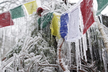 Ice flags trees
