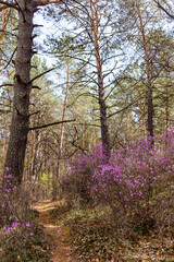 Naklejka premium spring in the park