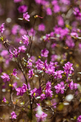 Obraz premium pink flowers on a tree
