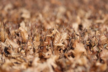 Brown  leaves of the beech hedge during autumn