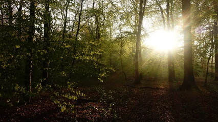 Obraz premium Haard Shinrin Yoku