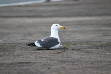 A seagull guards his terratorium in the colony