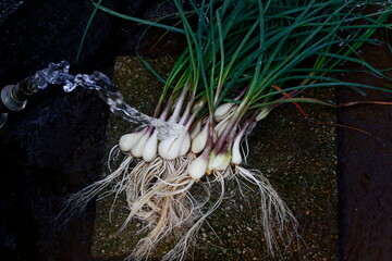 採れたてらっきょう