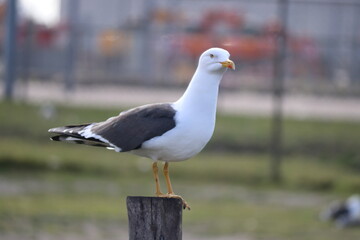 A seagull guards his terratorium in the colony