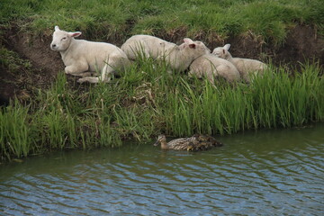 Fototapeta premium lambs lie lazily along the side of the ditch where a duck with baby ducks comes in front