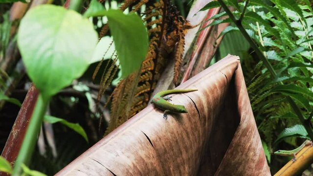 Two green geckos sitting on dry leaf in jungle and staring each other,closeup