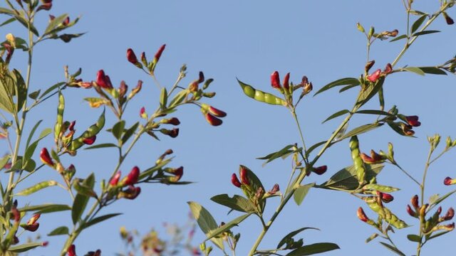 pigeon pea or tuvar beans vegetable on plant with flower,plant of pigeon pea Seed,pigeon pea or tuvar beans vegetable on plant with flower,pigeon peas ( arhar or toor dal ) plant with flowers,