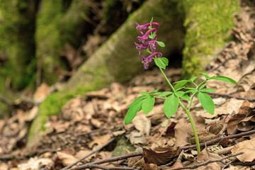 Fumaria officinalis L.