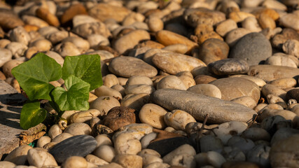 Young green plant or seedling growing next to brown red river rocks or pebbles in a garden with little shade