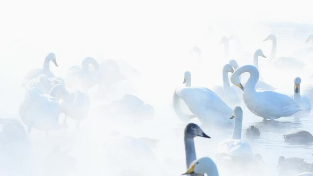 冬の湖畔に集まった白鳥