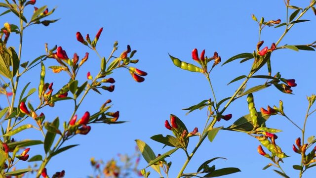 Pigeon pea plants and fruit,pigon pea or tuvar beans vegetable on plant,Pigeon pea crop field,tur-dal bean's