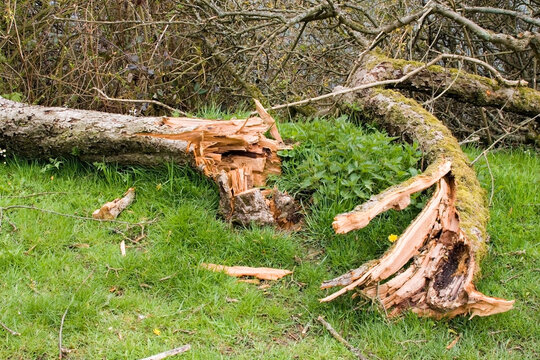 Sturmschaden Obstbaum