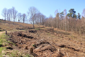 Pine tree forestry exploitation in a sunny day. Stumps and logs show that overexploitation leads to...