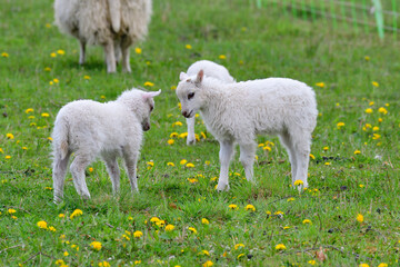 Skudden ,eine alte Haustierrasse