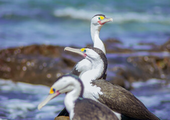 Pied Cormorant gathering