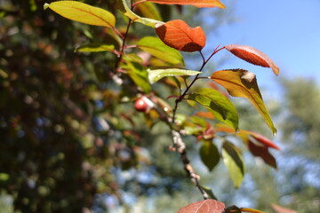 The Beauty of a Tree Branch with Green Red Leaves in the Garden 