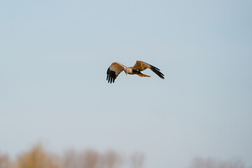 The Marsh Harrier flies against a beautiful, blue clouded sky, looking for prey