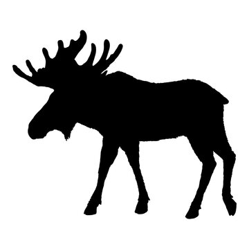 Moose Silhouette. Black Elk Shade Image