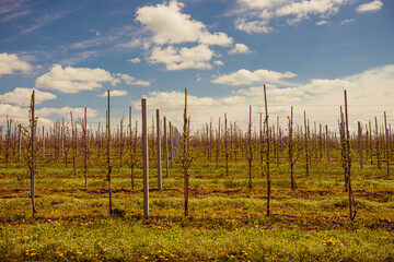 Obraz premium apple garden trees in row at springtime farmland hill
