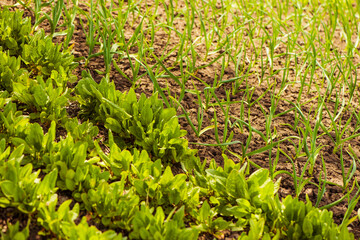sorrel and garlic plants on spring farm soil