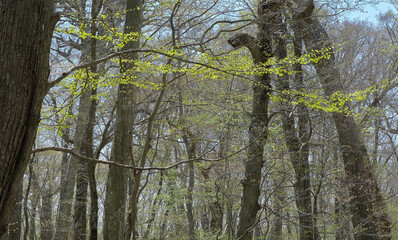 Fototapeta premium 新緑の森（Fresh green forest）