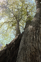 昭和の森のカツラ・新緑(野幌森林公園) / Showa no Mori Katsura Tree , Fresh Green (Nopporo Forest Park)