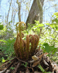 オニゼンマイの新芽（Osmunda claytoniana sprout）