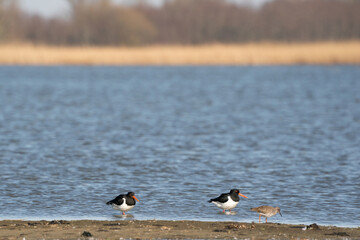 Two oystercatchers and a little redshank on a sandbank in the water