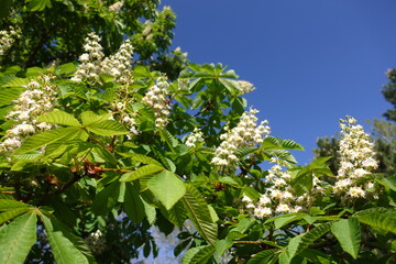 Harmony of White Flowering Chestnut Tree with the Sky 