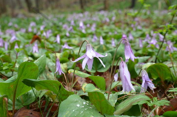 Colonies of Dogtooth violet flowers