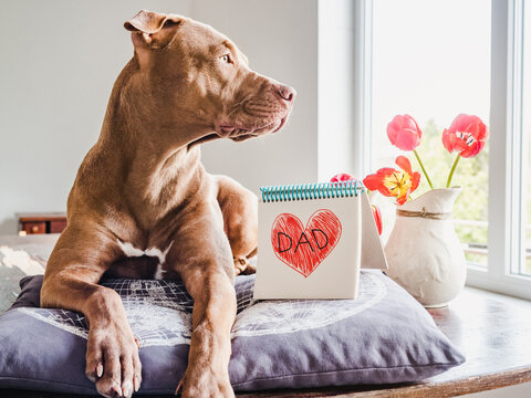 Lovable, pretty puppy of chocolate color, notebook with a painted heart and the inscription DAD. Closeup, indoors, white background. Congratulations for family, relatives, friends and colleagues