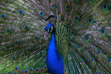 Fototapeta na wymiar Freeze frame of a peacock with a gorgeous multicolored tail, unfurled in the form of a fan in a park on Isola Bella, Italy
