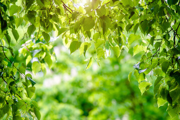 Fototapeta na wymiar Green nature background with birch leaves