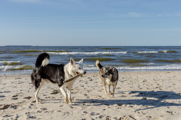 Fototapeta na wymiar two dogs play with a stick on the beach by the sea