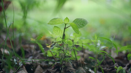 grass in the morning