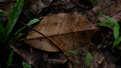 leaves in the forest