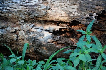 the plant in the ground