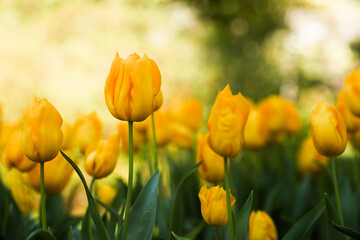 yellow tulip in full bloom blurred background
