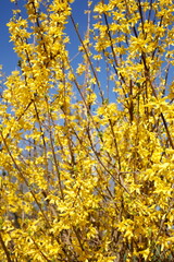 Forsythienblüte, Forsythien, Goldglöckchen (Forsythia), Hintergrund, Deutschland, Europa