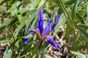 Bright spring wildflowers. Soft focus. Close-up