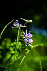セリバヒエンソウ　春の花